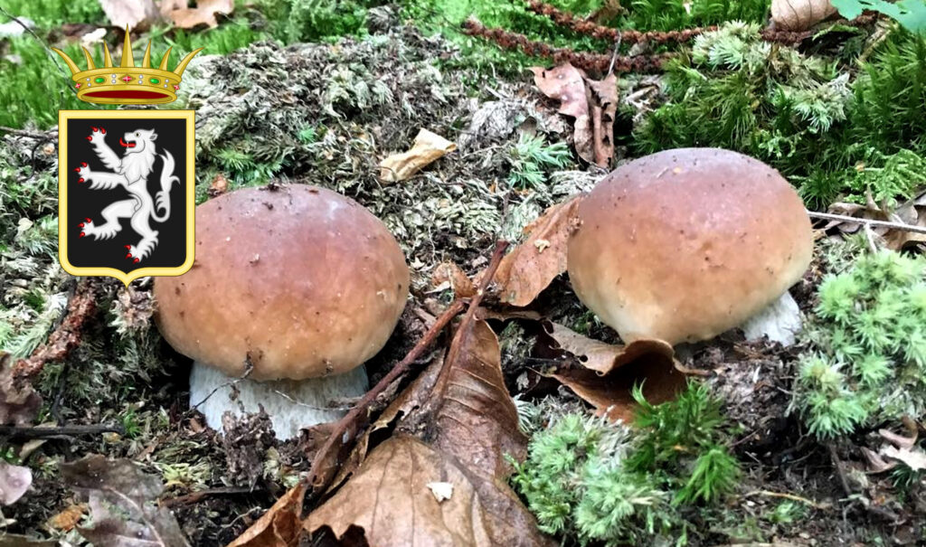 Periodo funghi porcini - Valle d'Aosta