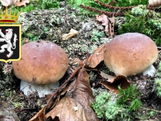 Periodo funghi porcini - Valle d'Aosta