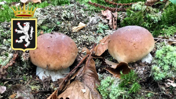 Periodo funghi porcini - Valle d'Aosta