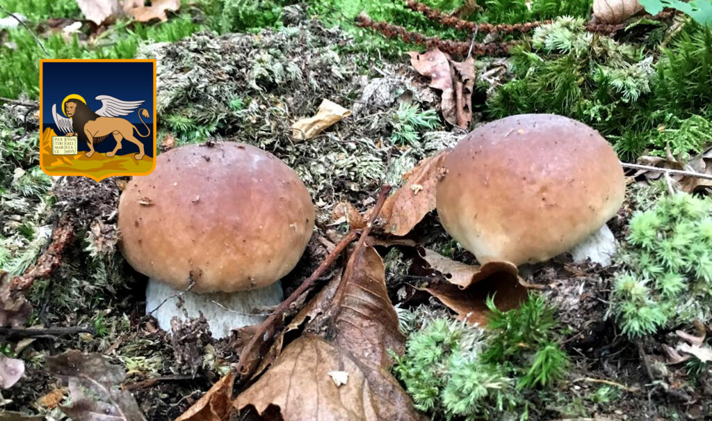 Periodo funghi porcini - Veneto