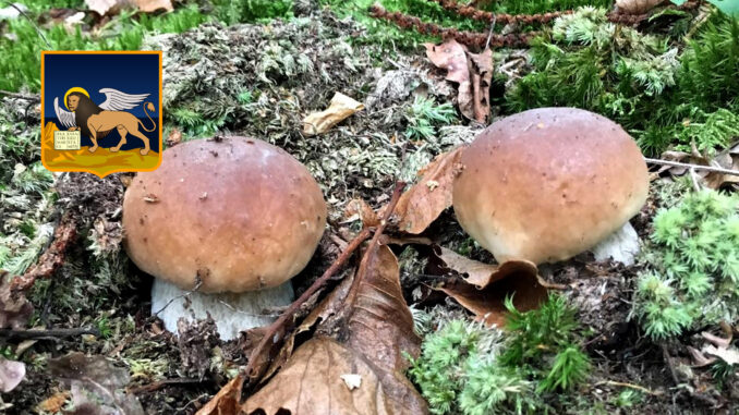 Periodo funghi porcini - Veneto