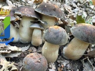 Raccolta funghi Abruzzo