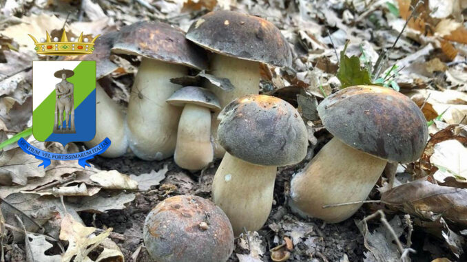 Raccolta funghi Abruzzo