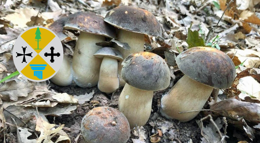 Raccolta funghi Calabria