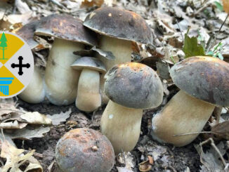 Raccolta funghi Calabria