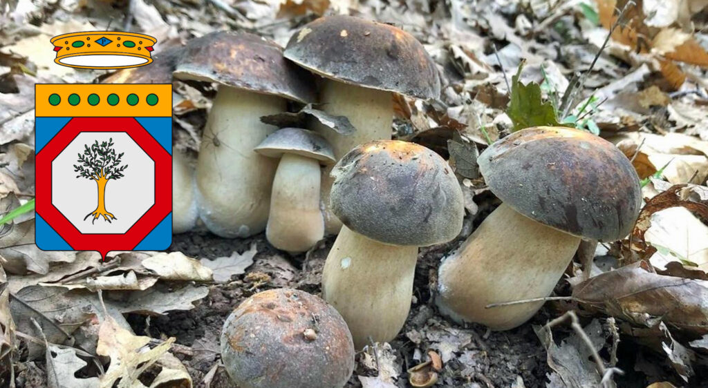 Raccolta funghi Puglia