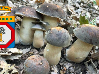 Raccolta funghi Puglia