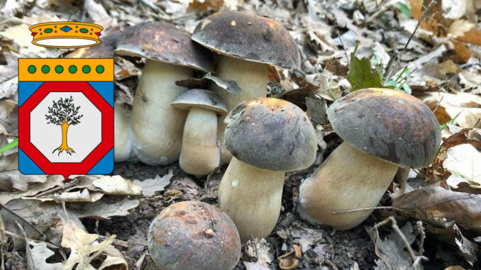 Raccolta funghi Puglia