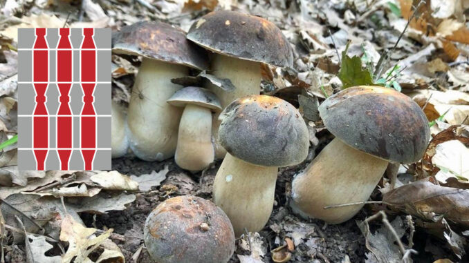 Raccolta funghi Umbria