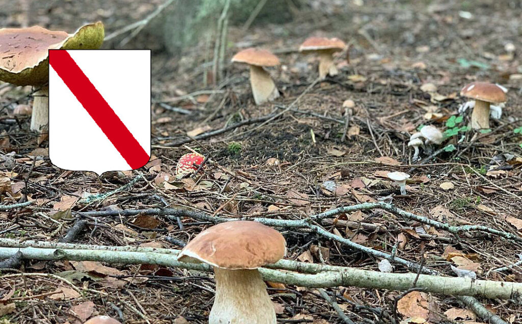 Situazione funghi in Campania