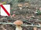 Situazione funghi in Campania