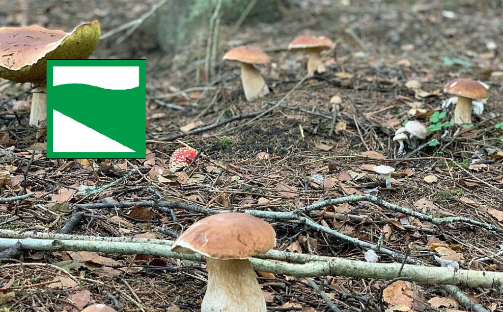 Situazione funghi in Emilia Romagna