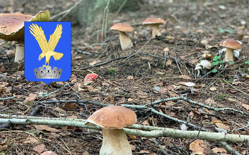 Situazione funghi in Friuli Venezia Giulia