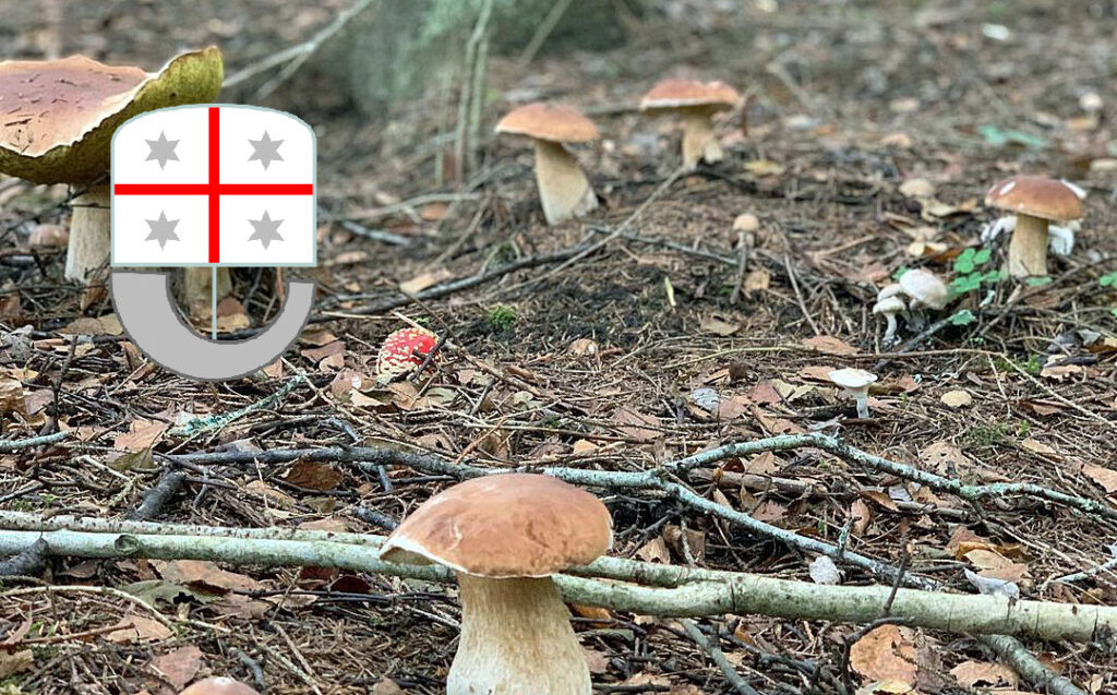 Situazione funghi in Liguria