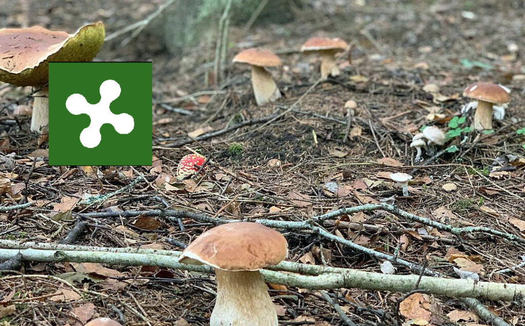 Situazione funghi in Lombardia