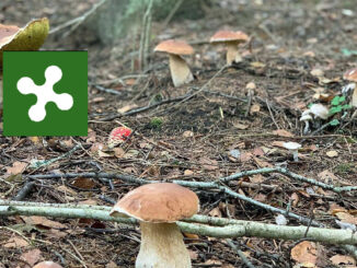 Situazione funghi in Lombardia