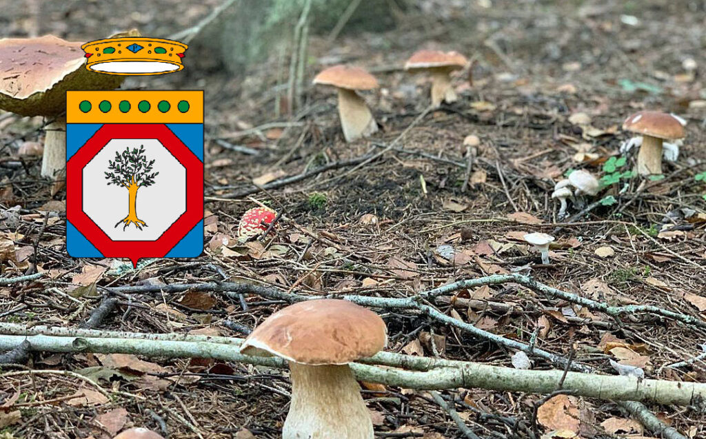 Situazione funghi in Puglia