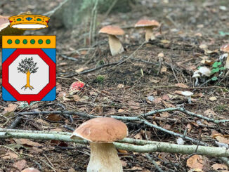 Situazione funghi in Puglia