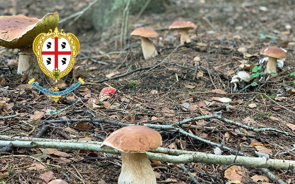 Situazione funghi in Sardegna