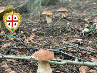 Situazione funghi in Sardegna