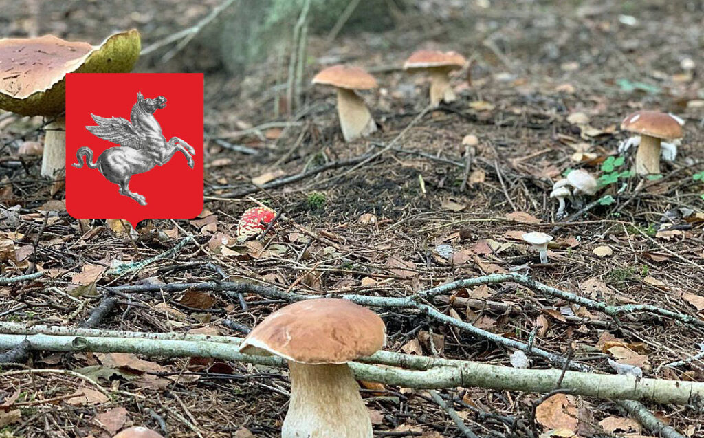 Situazione funghi in Toscana