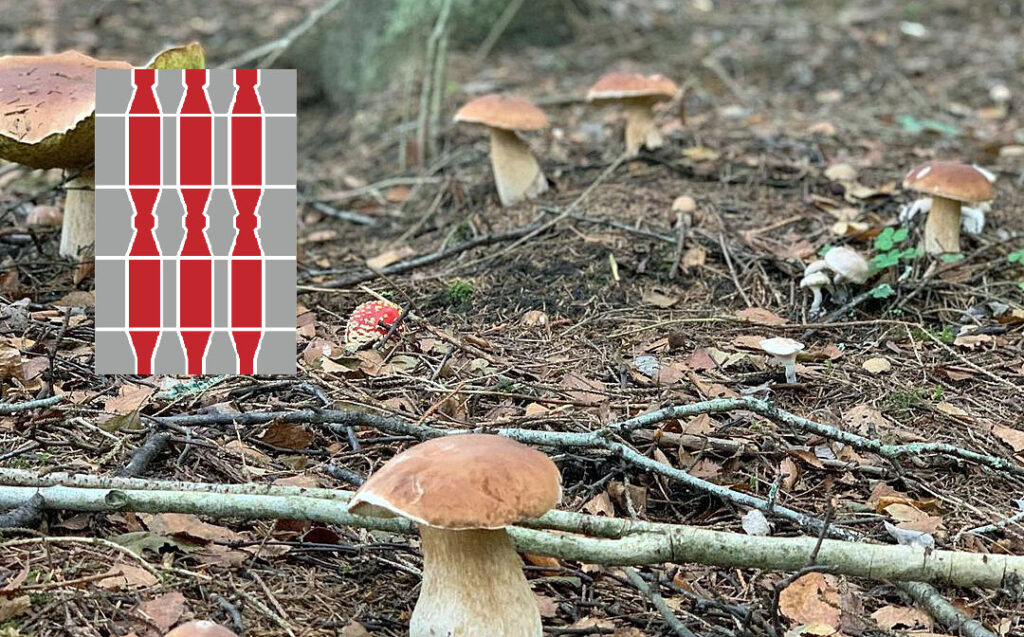 Situazione funghi in Umbria