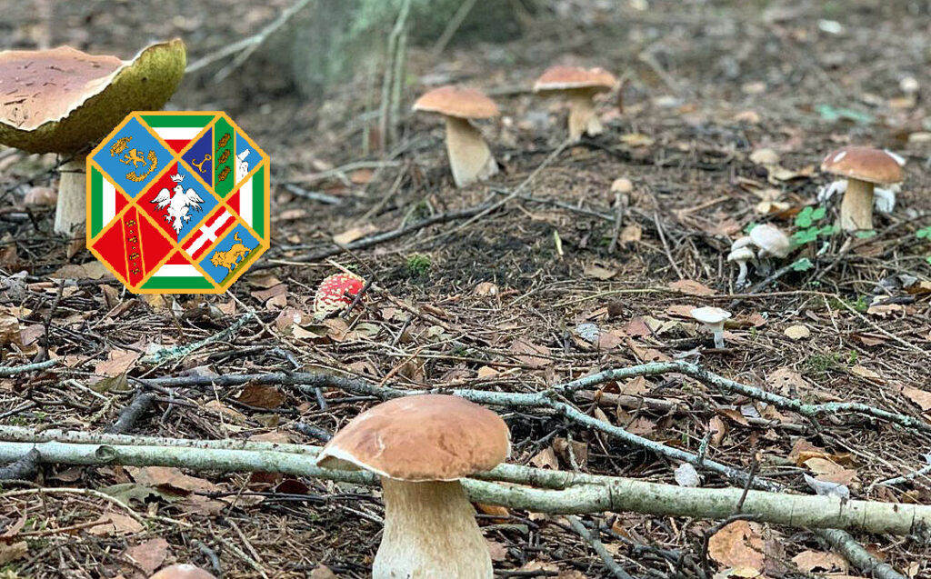 Situazione funghi nel Lazio