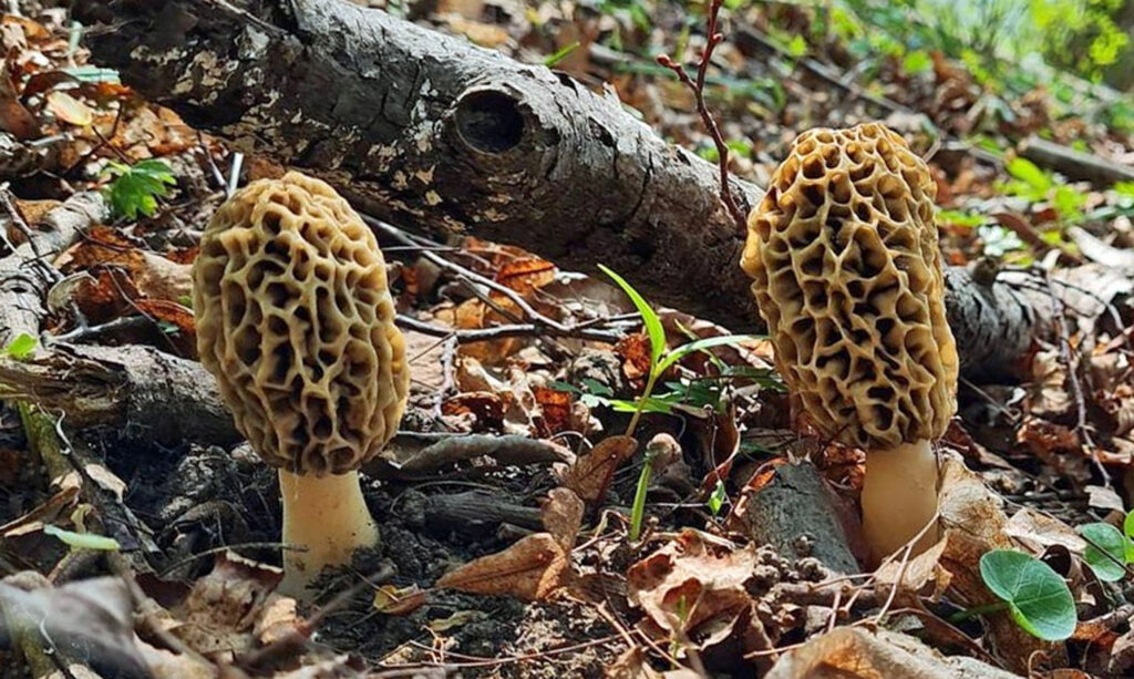 Sotto quali alberi crescono le morchelle