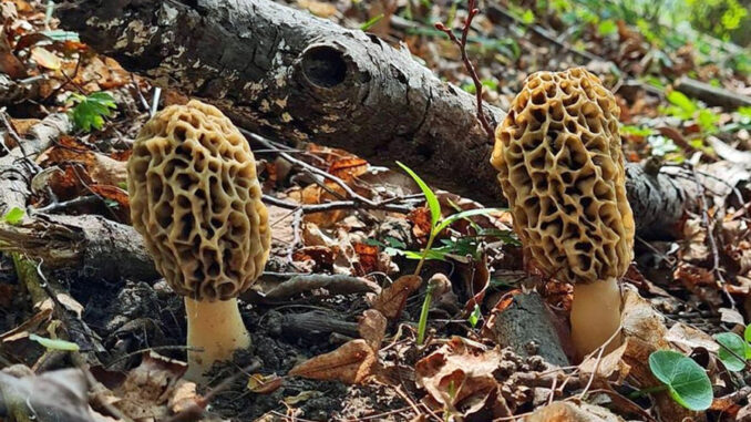 Sotto quali alberi crescono le morchelle