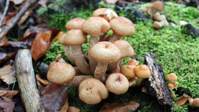 chiodini (armillaria mellea) in montagna