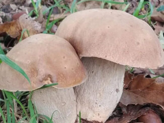 funghi estivi (porcini estatini)