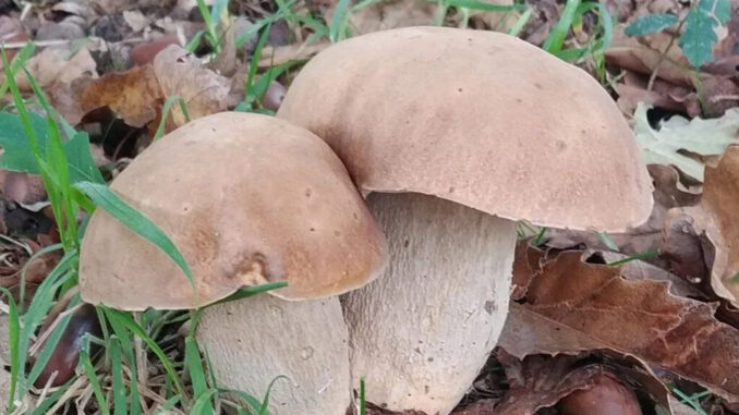 funghi estivi (porcini estatini)